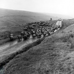 Shepherding, Coverhead Farm, Coverdale